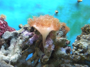 Anemone March 2009