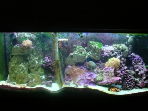 my 55 gal tank