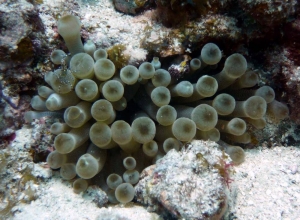 anemone5