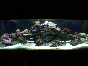 my tank after  3 months