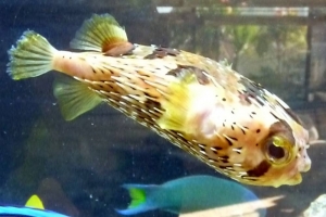 Porcupine puffer