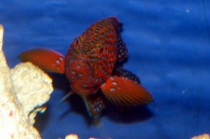 Miniatus grouper