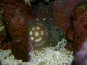 Open Anemone on Hermit Crab Shell