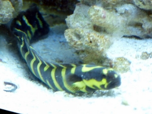 Engineer goby