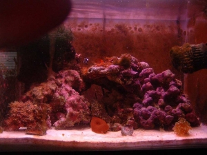 fishtank