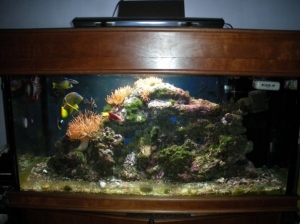 Marine_fishTank_4