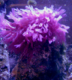 75 gal random thing growing