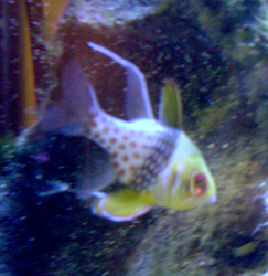 75 gal PJ cardinal