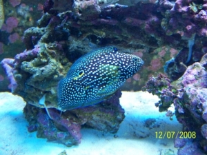 My favorite fish..  My betta