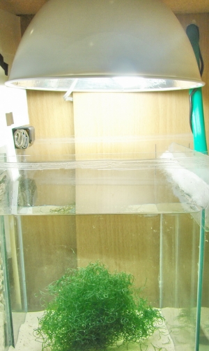 Beginner's Nano Tank