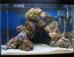 Beginner's Nano Tank