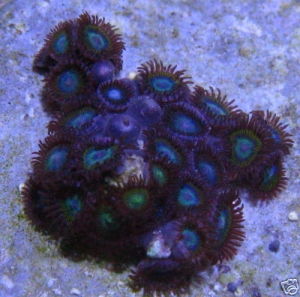 Blue_Lagoon_Zoa
