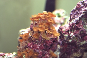 Polyps