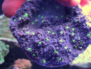 Grape Alien Eye chalice