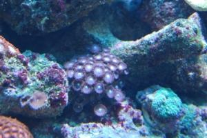 Purple Zoas