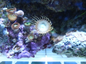 Picture_196