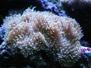Picture_197