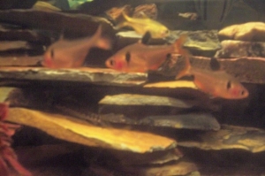 3 Serpae Tetras
