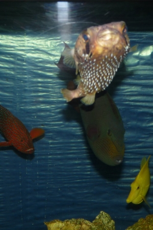 Art's FOWLR TANK - Nov. 2009