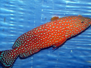 Art's FOWLR TANK - Nov. 2009
