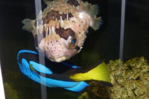Art's FOWLR TANK - Nov. 2009