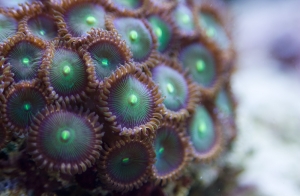 Polyps