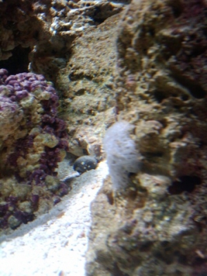 STRANGE GROWTH ON LIVE ROCK PIC#1