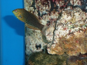 Ornate Leopard Wrasse (3)