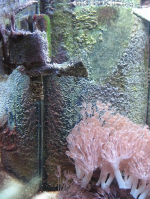 Algae left2