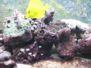 Algae middle