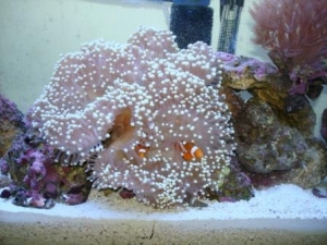 anemone and clowns