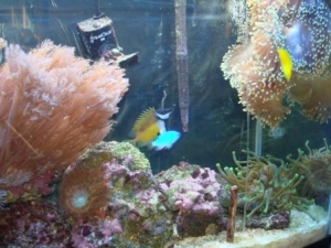 reef community