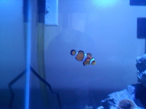fishtank1