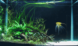 FW planted low tech