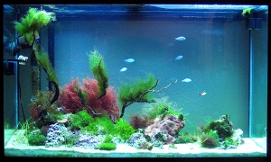 110gl Marine Planted Tank