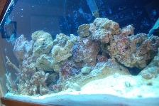 Reef'er madness