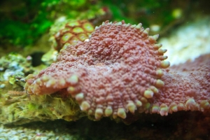 Mushroom