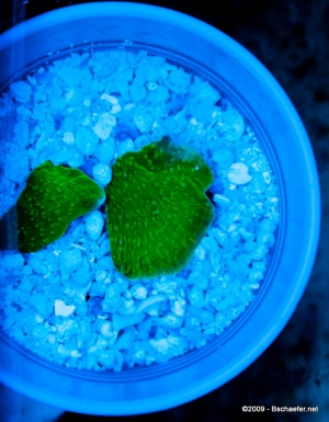 Montipora Capricornis