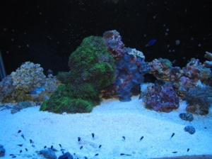 GSP and Purple Mushrooms