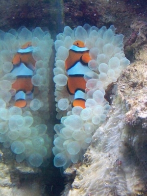 BTA with Clown
