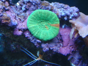 my new scolymia