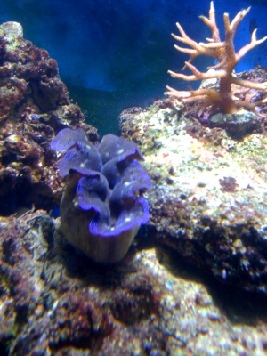 My first clam!