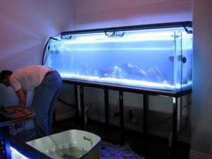 tank pics