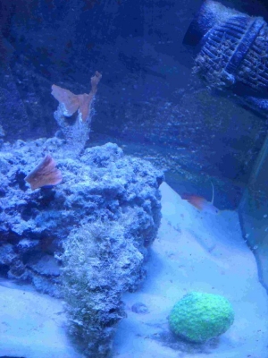 55gal_002