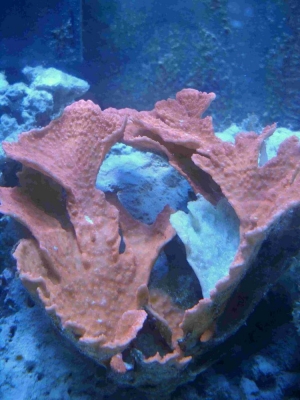 55gal_003