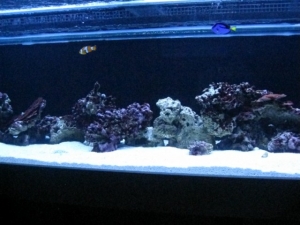 fish pics