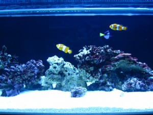 fish pics
