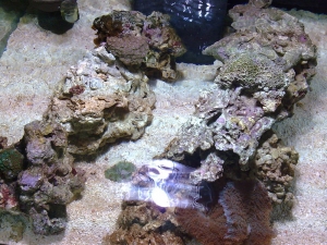 New Corals on new tank
