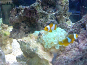 newfish