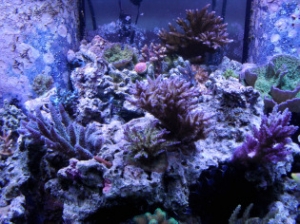 My 120